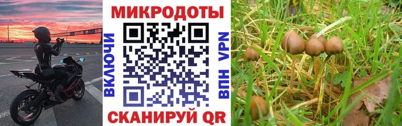 Псилоцибиновые грибы Psilocybe  Рыбинск 